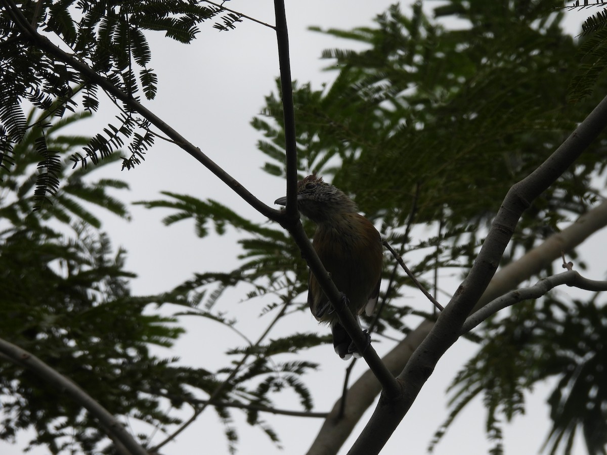 Black-crested Antshrike - ML638050480