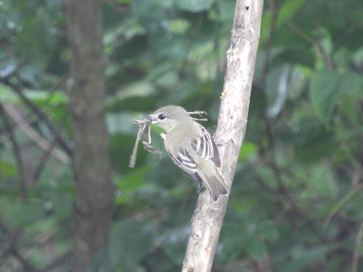 White-winged Becard - ML638050500