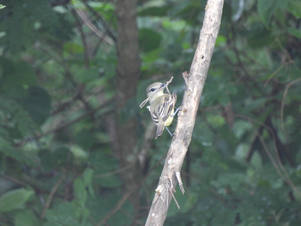 White-winged Becard - ML638050501