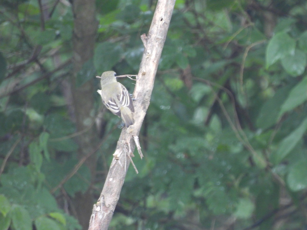 White-winged Becard - ML638050502