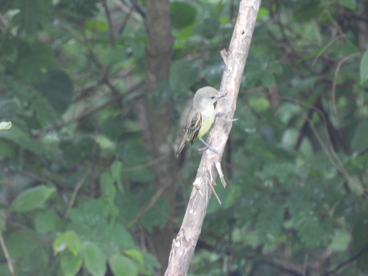 White-winged Becard - ML638050503