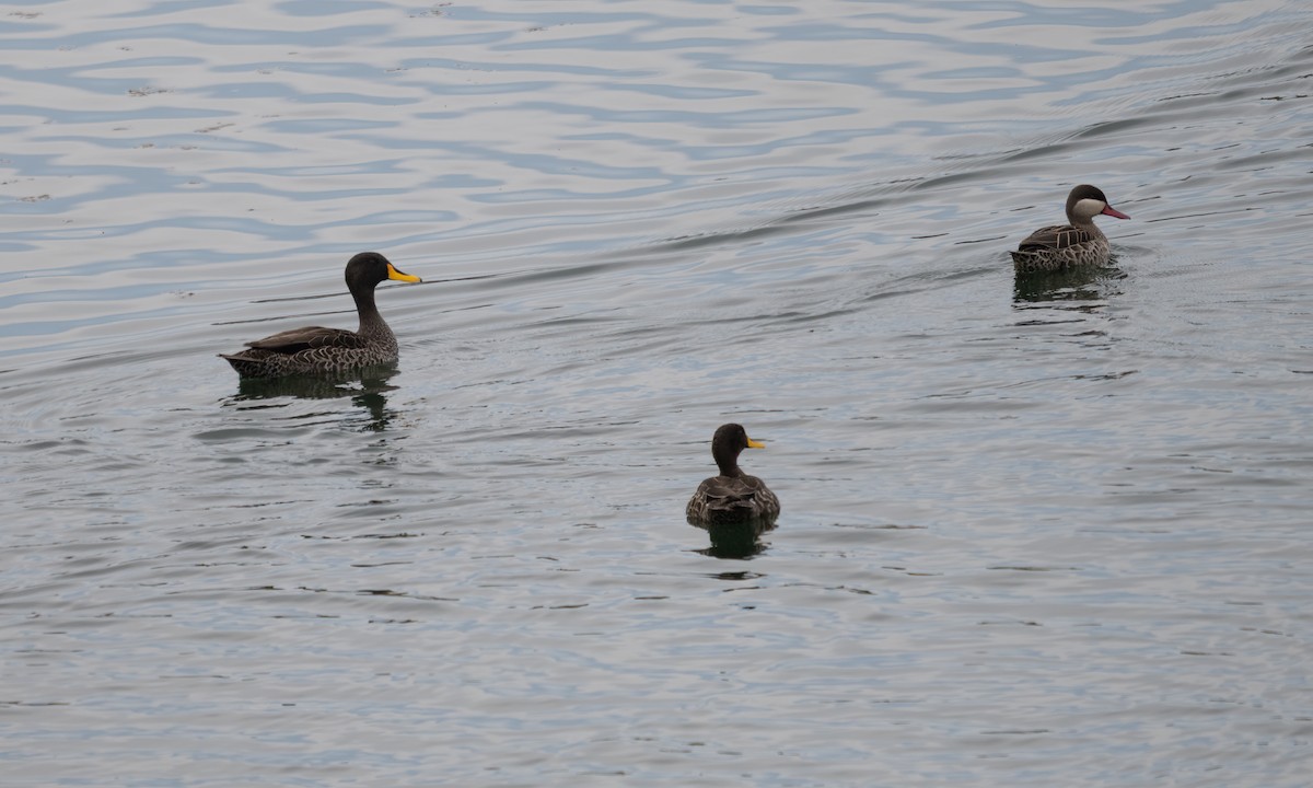 Red-billed Duck - ML638050547