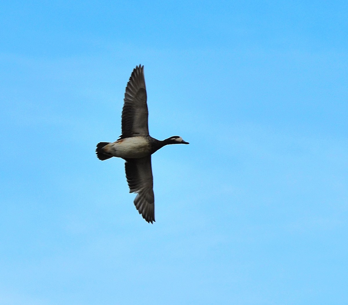 Chiloe Wigeon - ML638050581