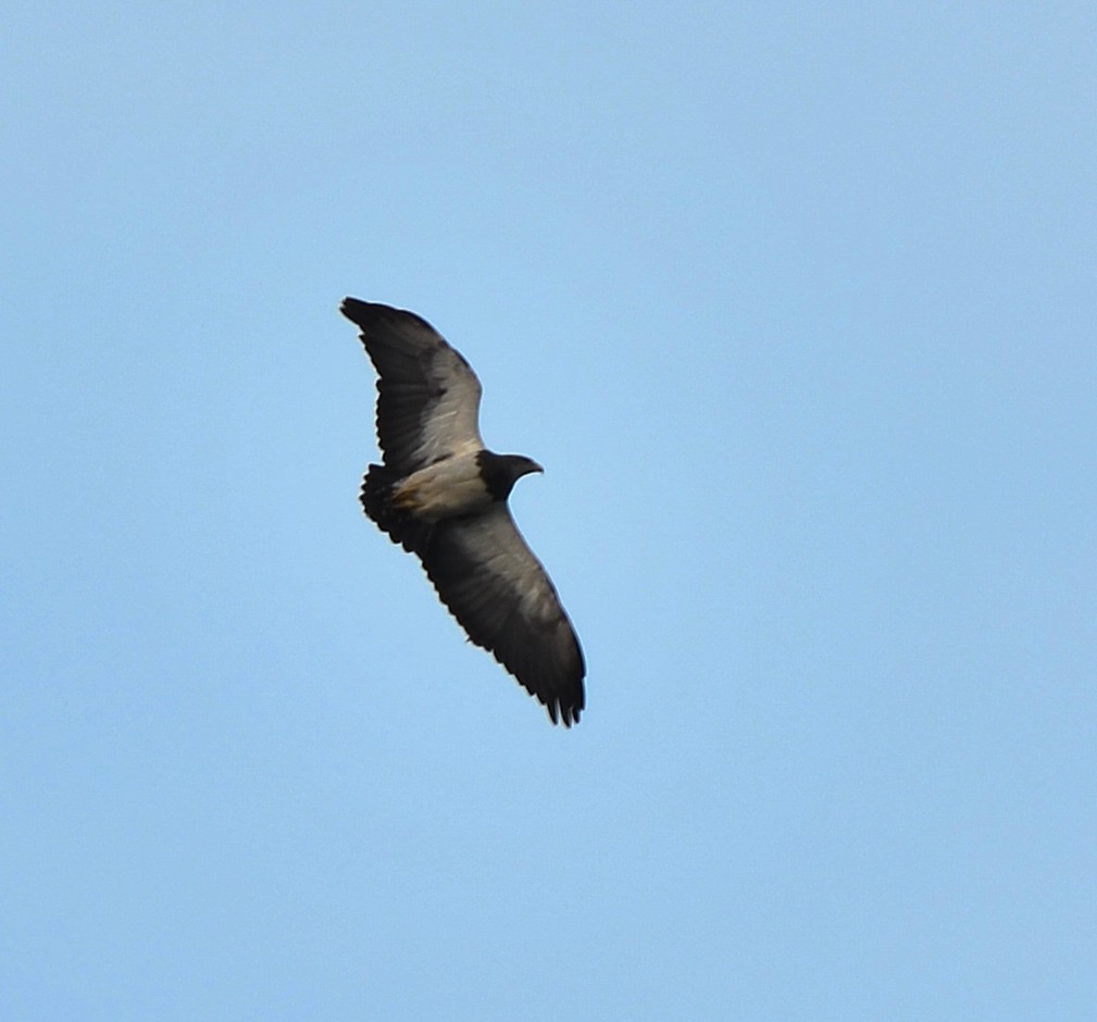 Black-chested Buzzard-Eagle - ML638050583