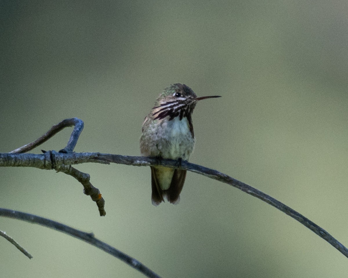 Calliope Hummingbird - ML638050625
