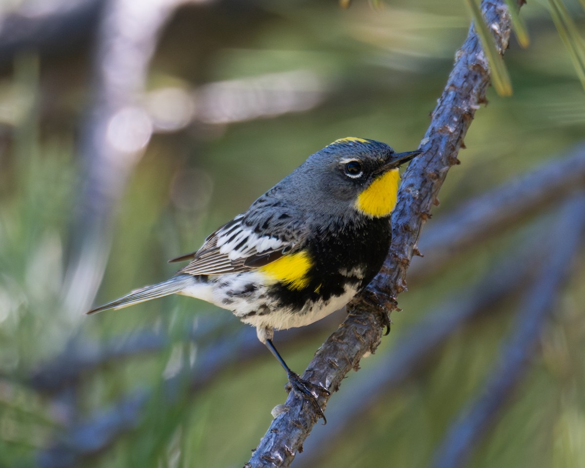 Yellow-rumped Warbler - ML638050635