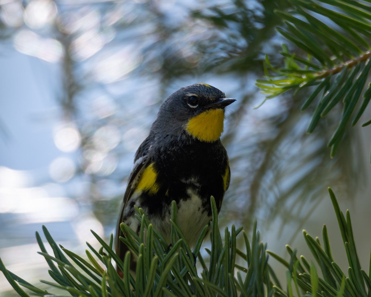 Yellow-rumped Warbler - ML638050636