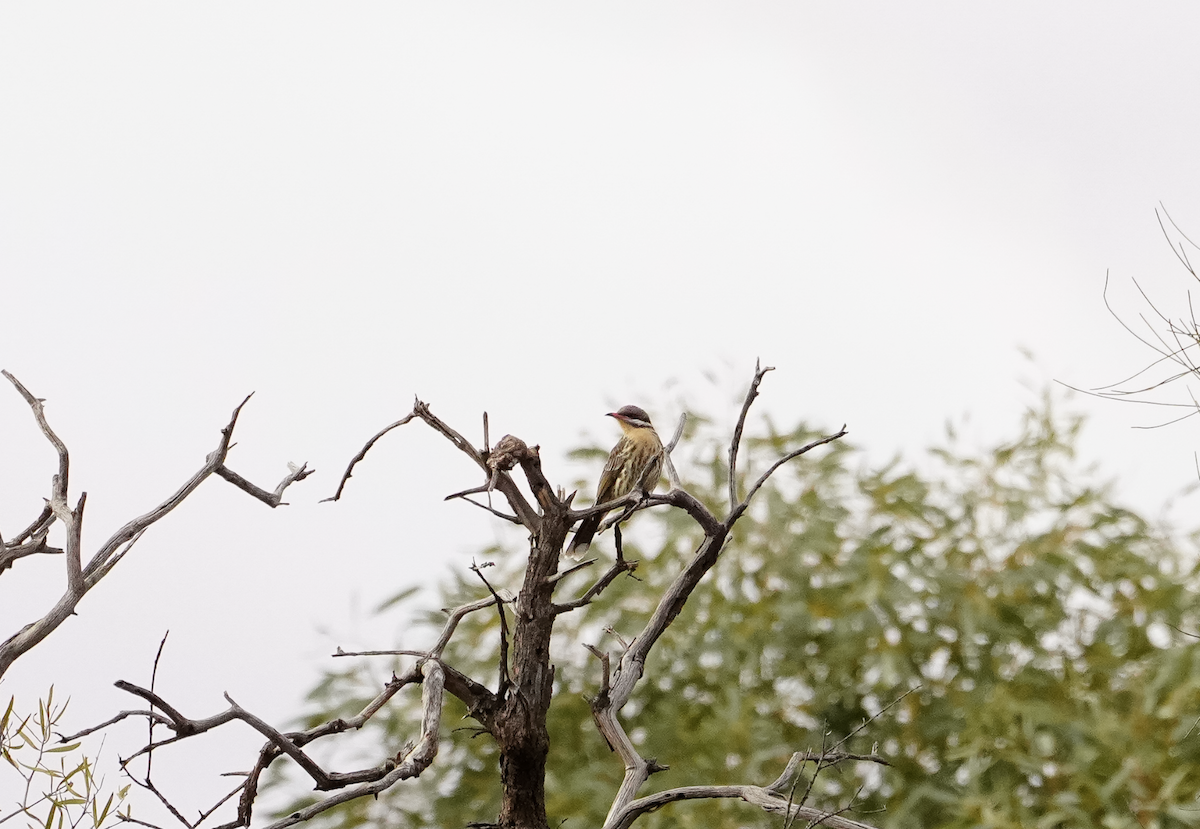Spiny-cheeked Honeyeater - ML638050641