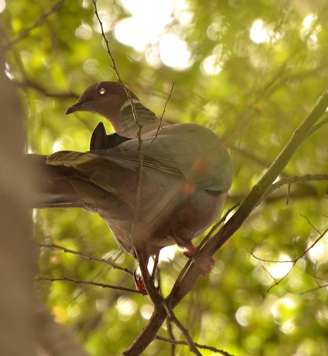 Chilean Pigeon - ML638050748
