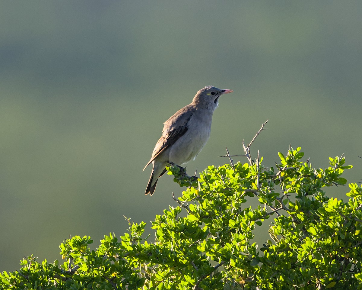Wattled Starling - ML638050752