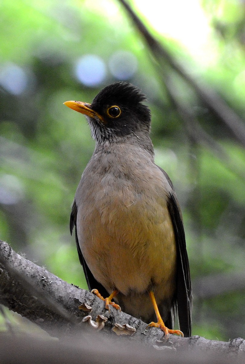 Austral Thrush - ML638050764