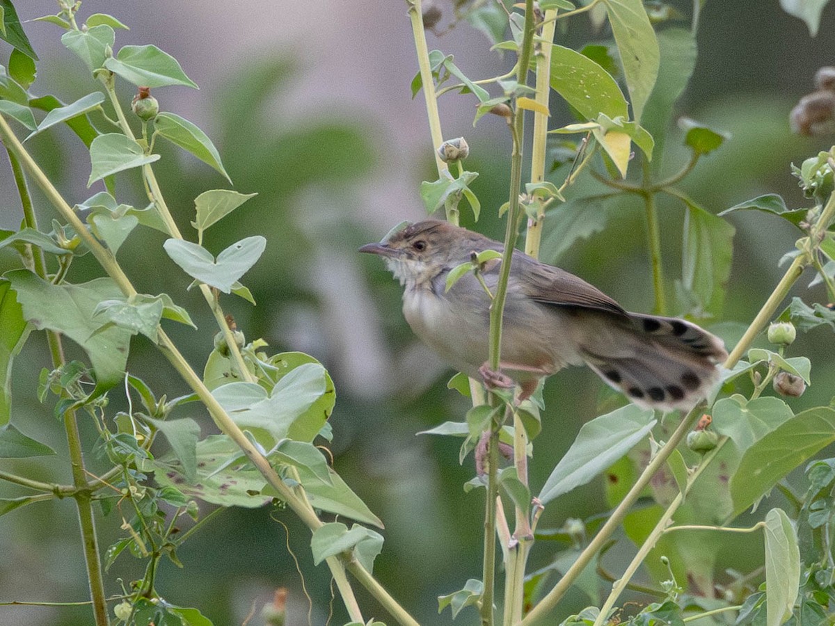 Bubbling Cisticola - ML638050767