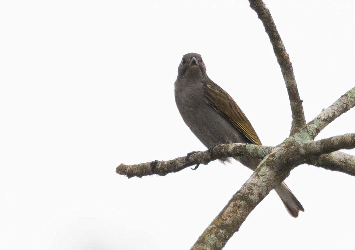 Lesser Honeyguide - ML638050796