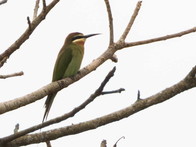 Olive Bee-eater - ML638050804