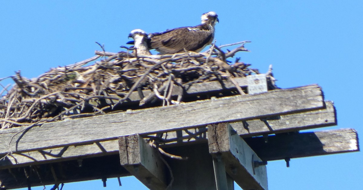 orlovec říční (ssp. cristatus) - ML638050808