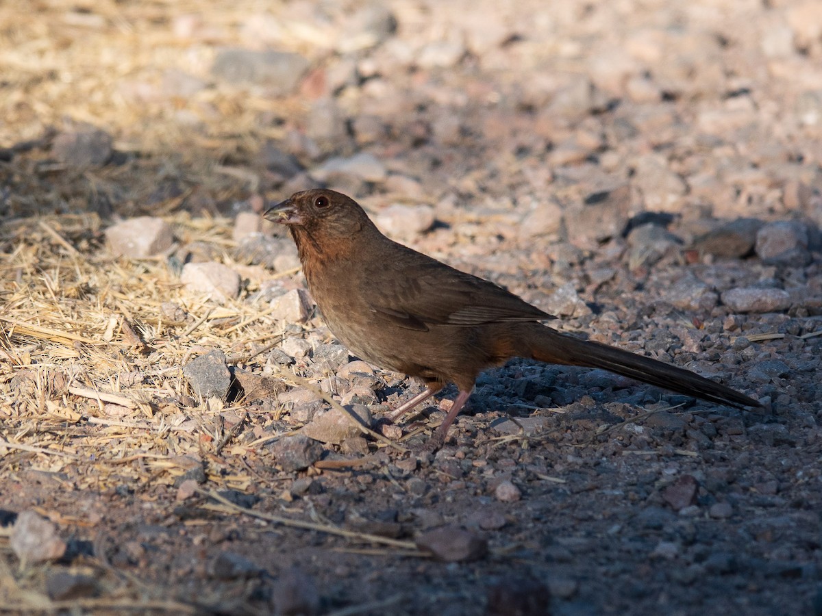 Canyon Towhee - ML638050812