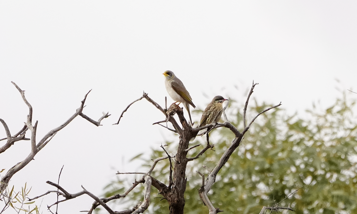 Yellow-throated Miner - ML638050814