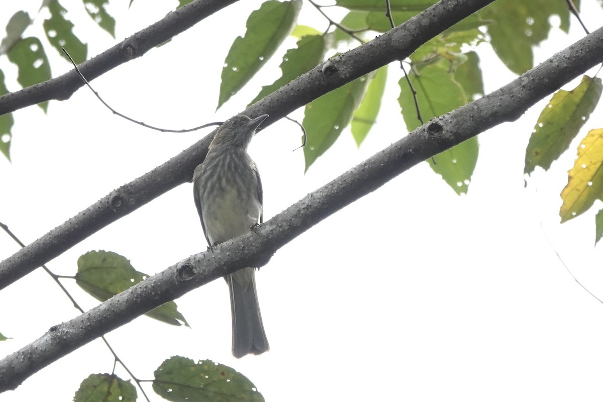 Streaked Bulbul - ML638050852