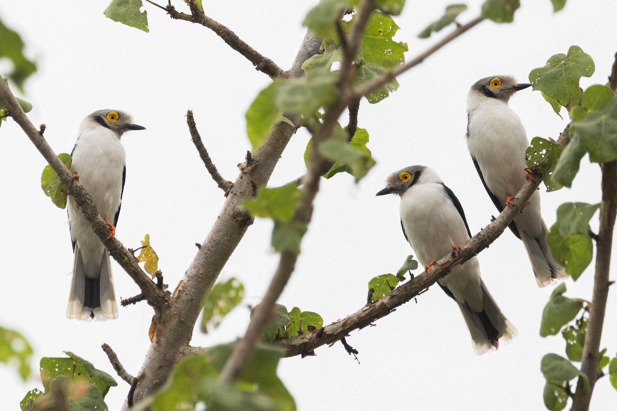 White-crested Helmetshrike - ML638050854