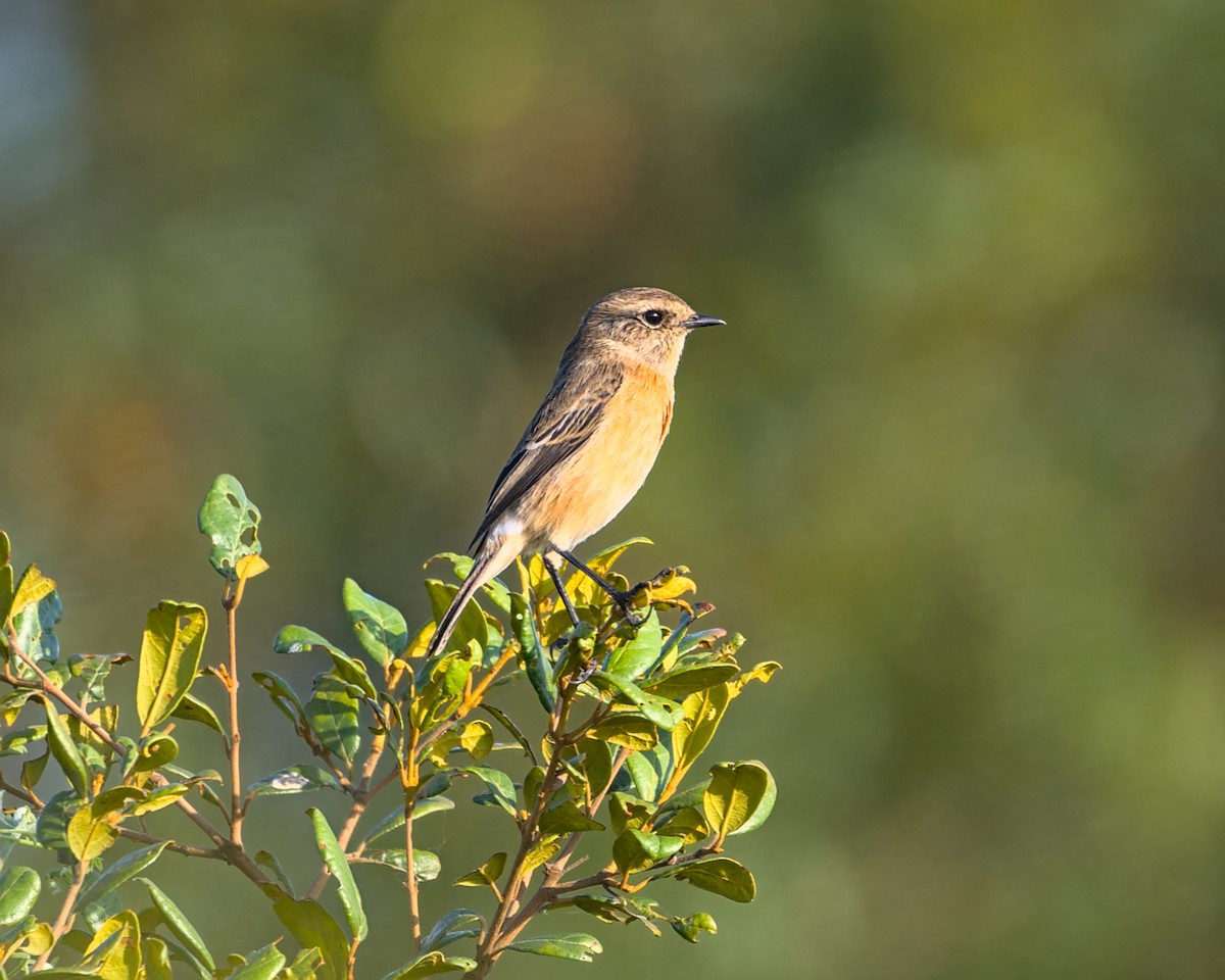 African Stonechat - ML638050867