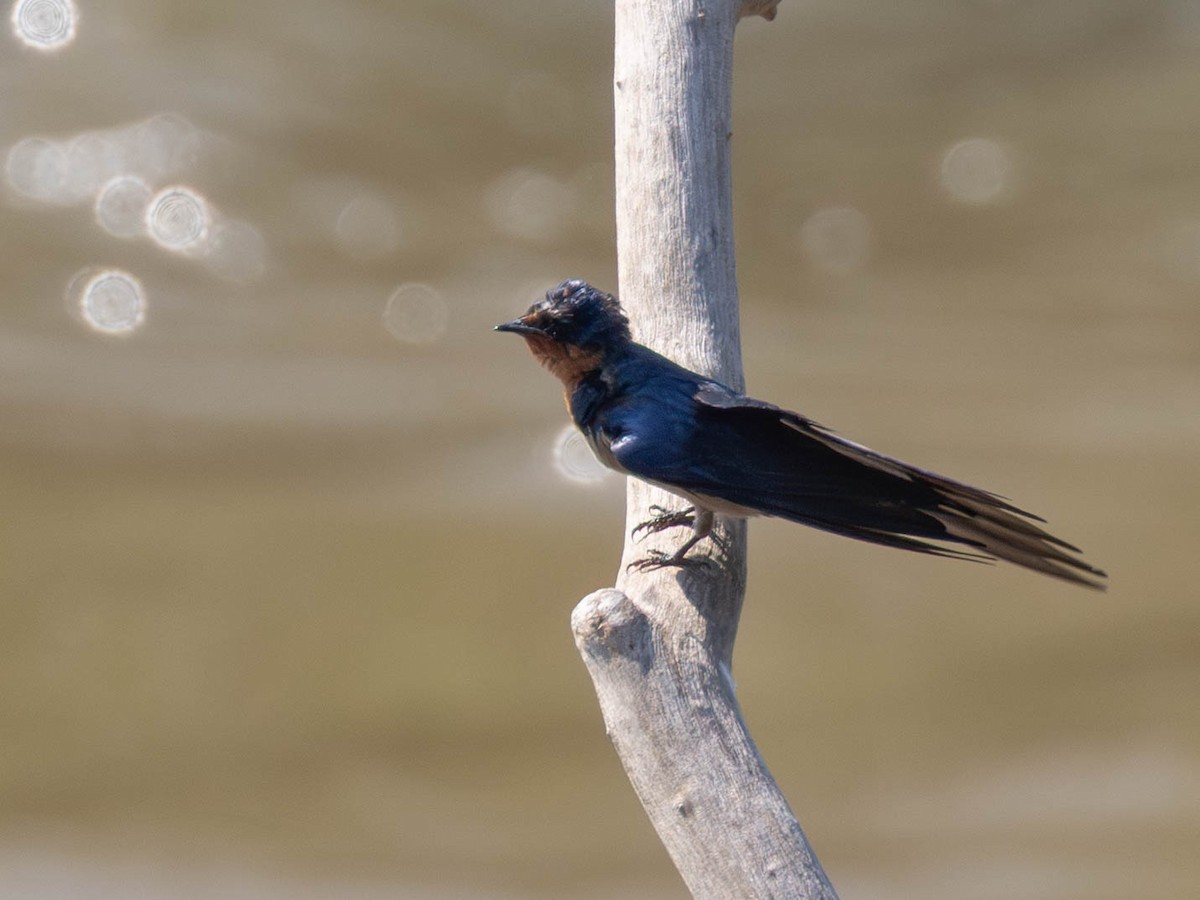 Angola Swallow - ML638050907