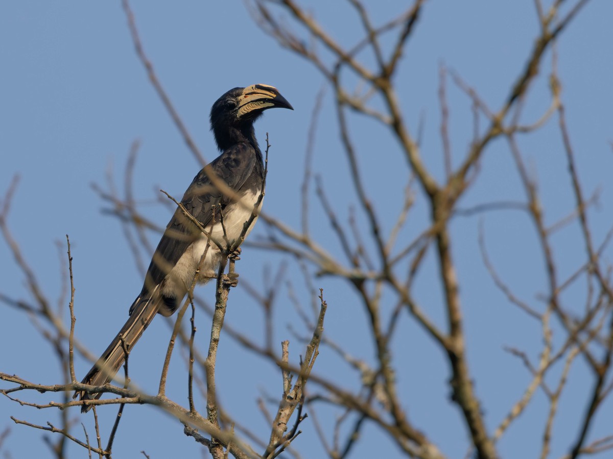 Congo Pied Hornbill - ML638050924