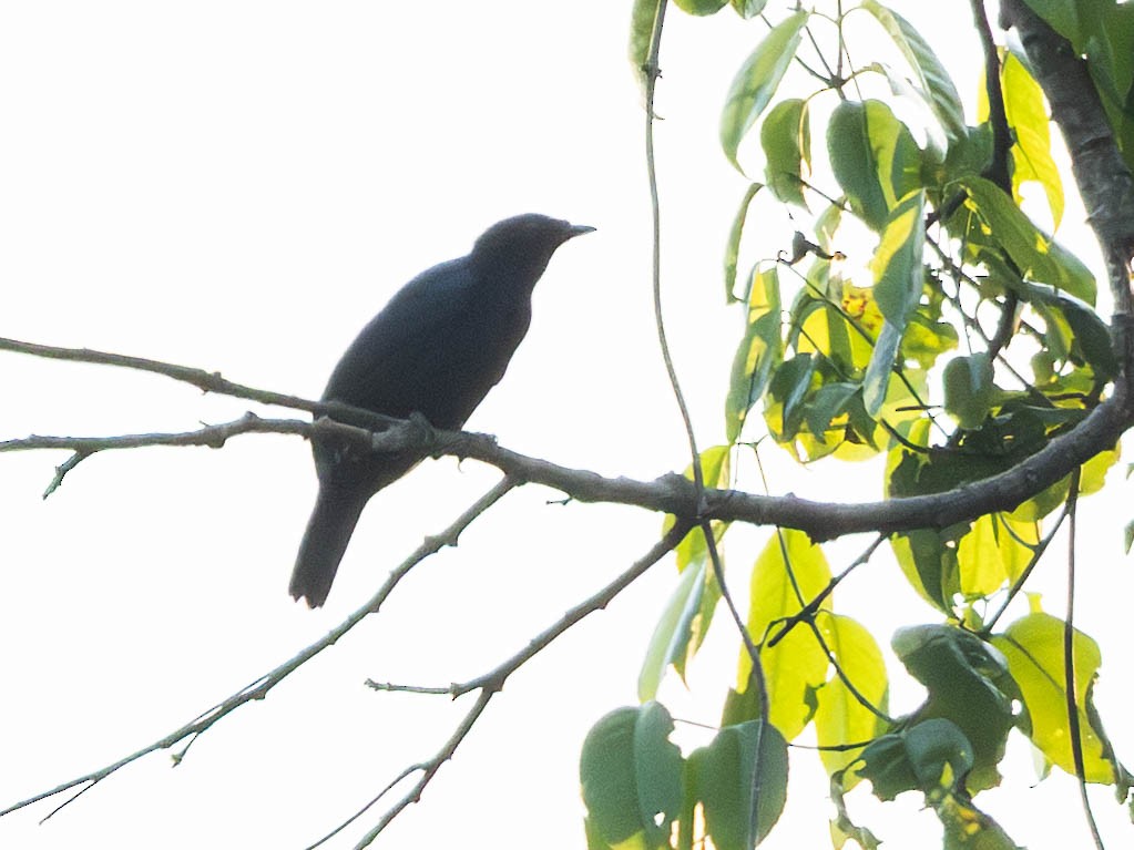 Purple-throated Cuckooshrike - ML638050926