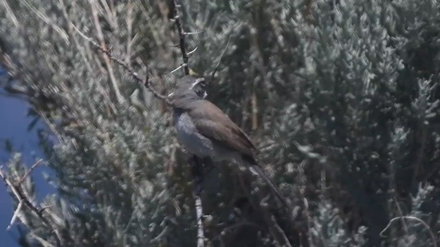 Black-throated Sparrow - ML638050931