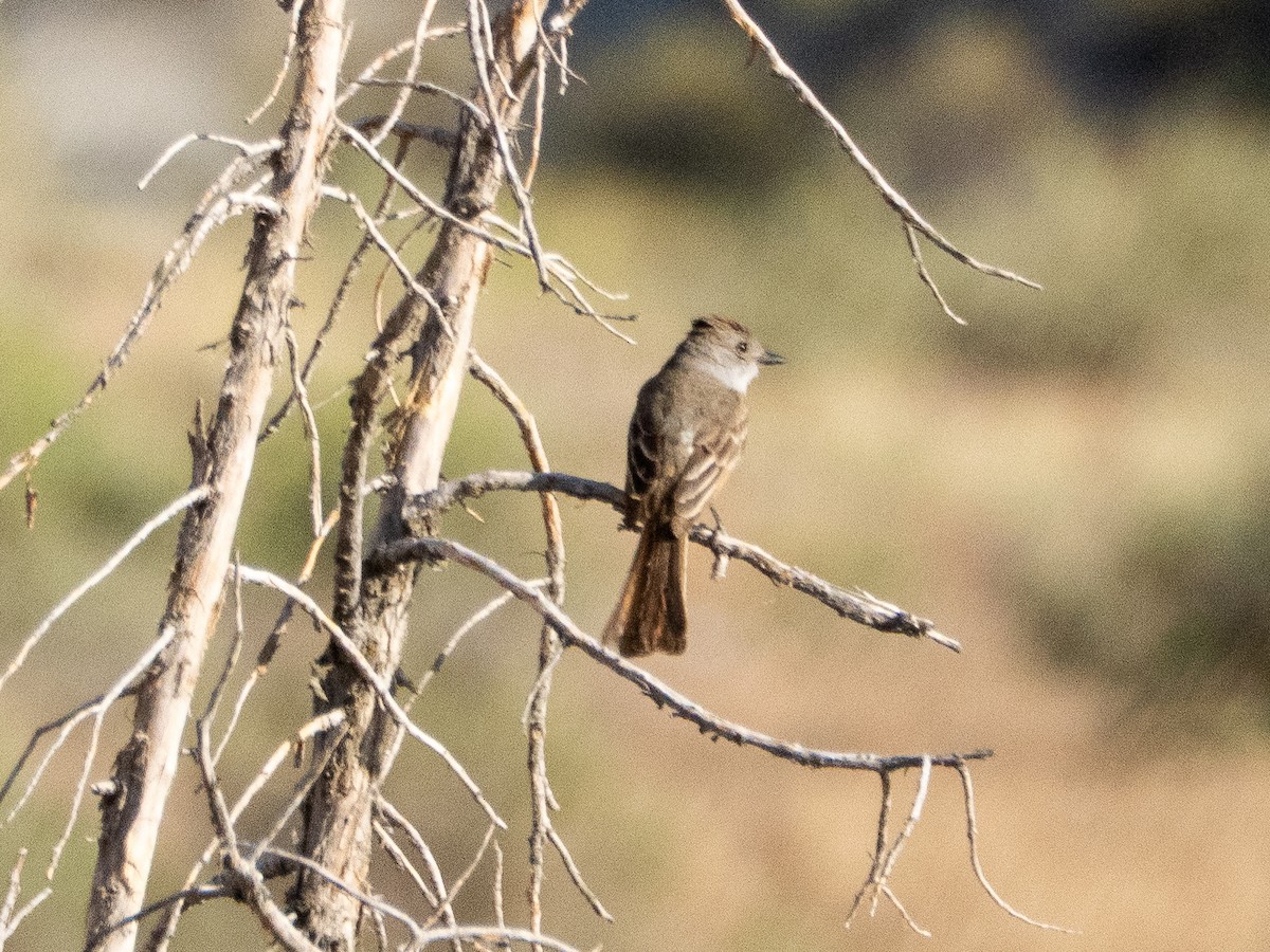 Ash-throated Flycatcher - ML638050939