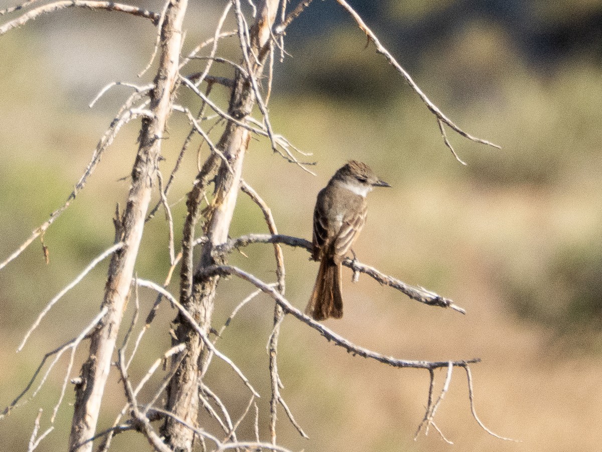 Ash-throated Flycatcher - ML638050940