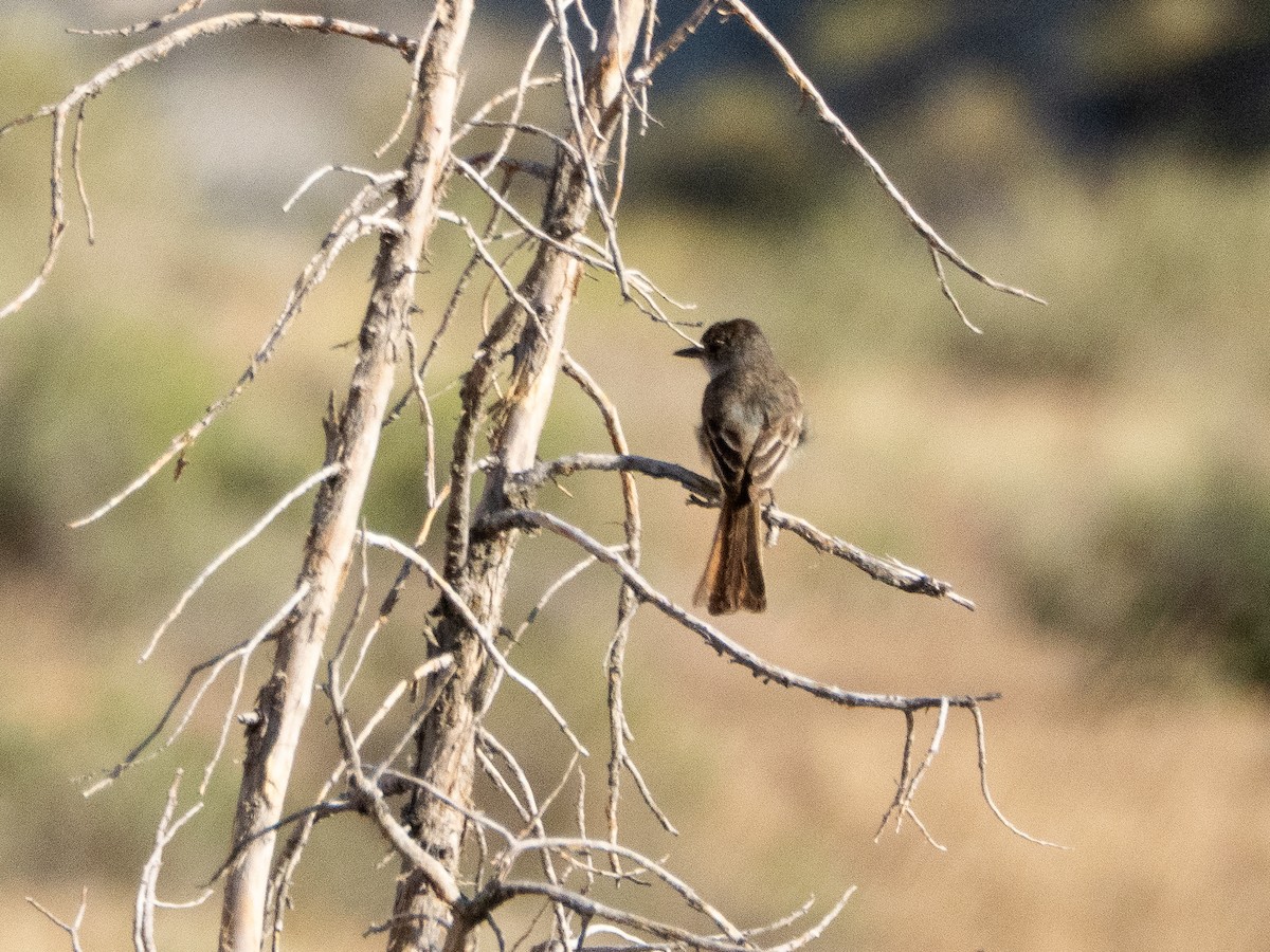Ash-throated Flycatcher - ML638050941