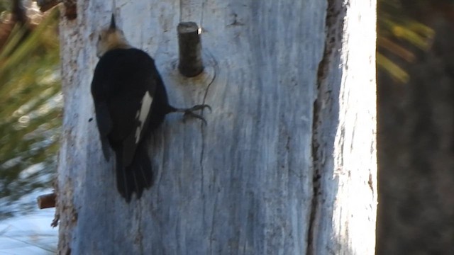 White-headed Woodpecker - ML638050953