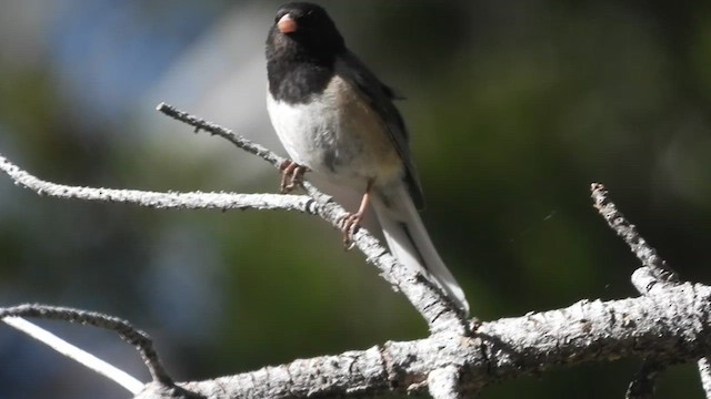 ユキヒメドリ（oreganus グループ） - ML638050954