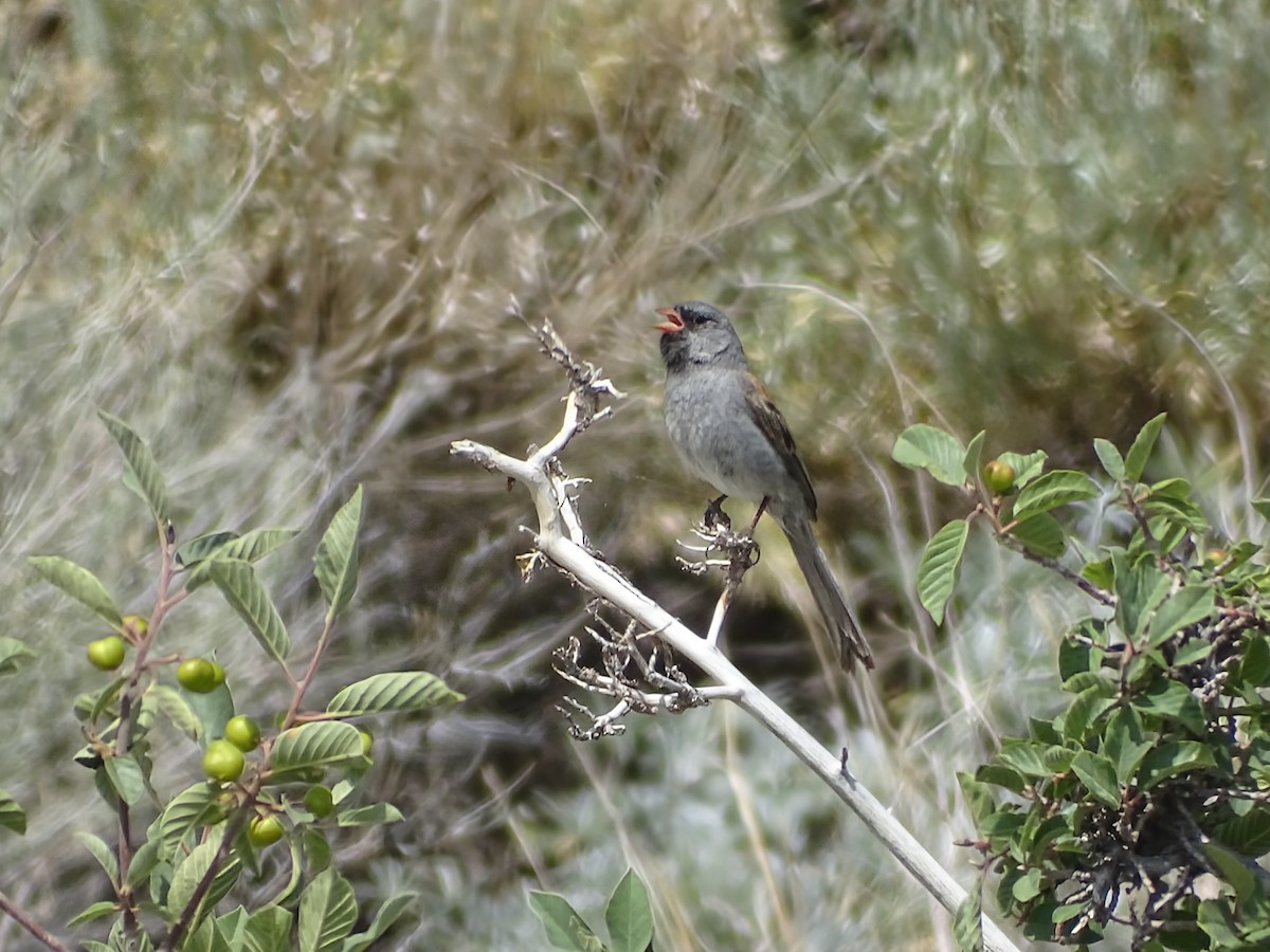 Black-chinned Sparrow - ML638050956