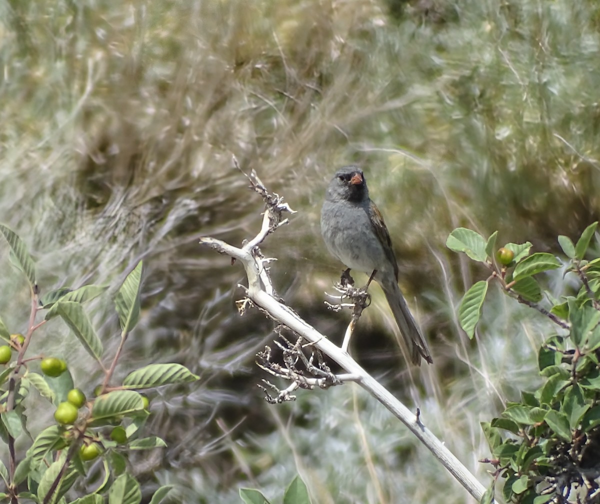 Black-chinned Sparrow - ML638050959