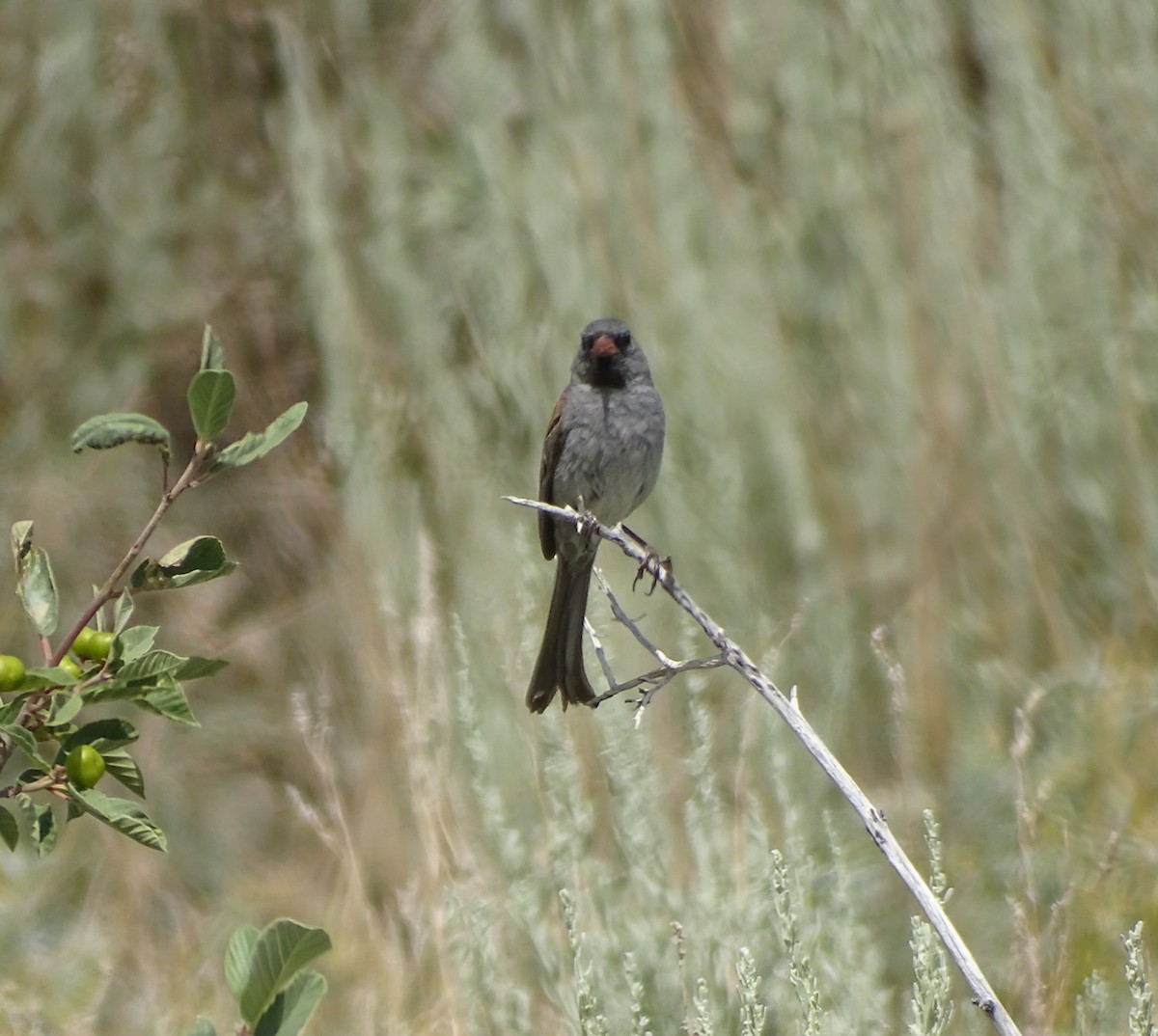 Black-chinned Sparrow - ML638050960