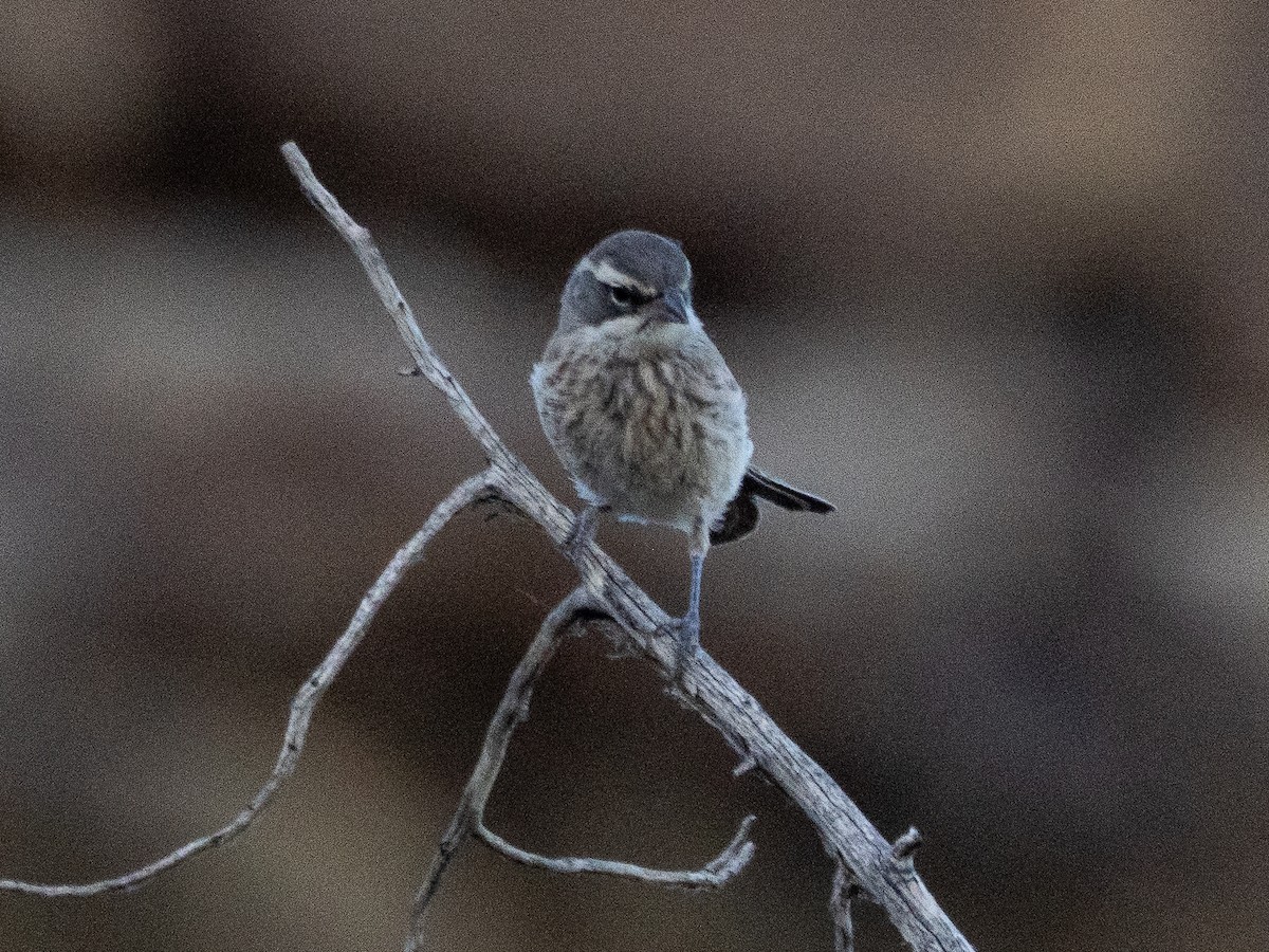 Black-throated Sparrow - ML638050964
