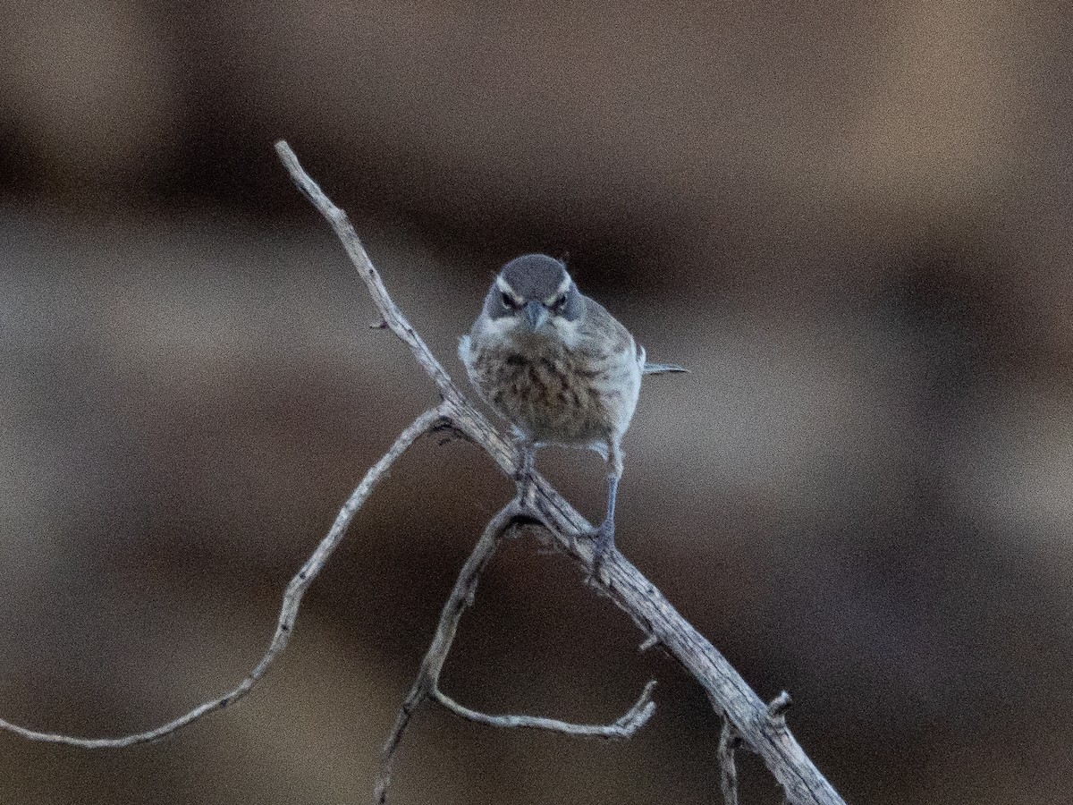 Black-throated Sparrow - ML638050965