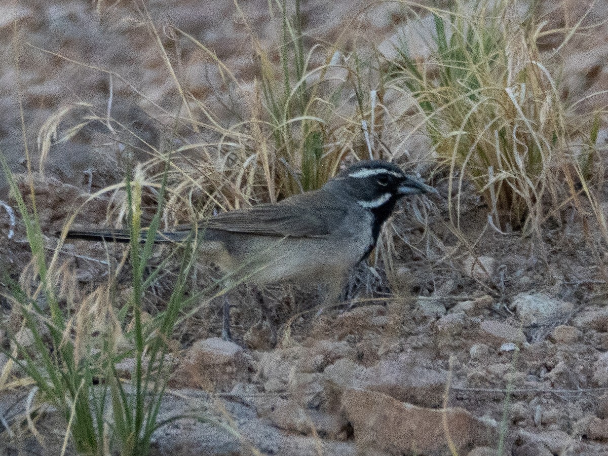 Black-throated Sparrow - ML638050966