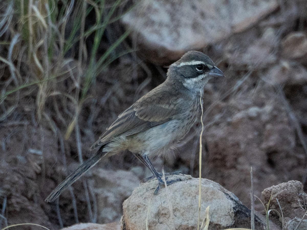 Black-throated Sparrow - ML638050968