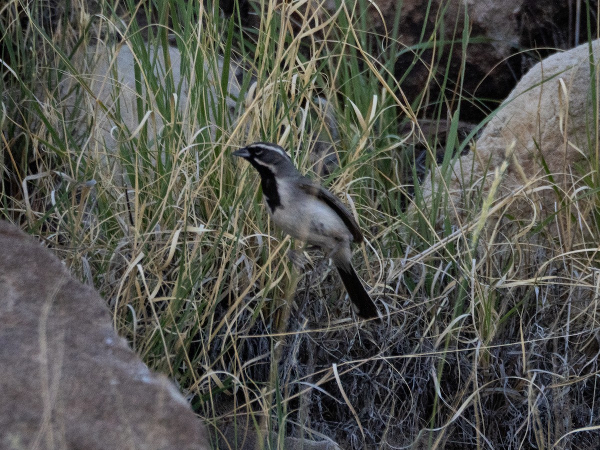 Black-throated Sparrow - ML638050969