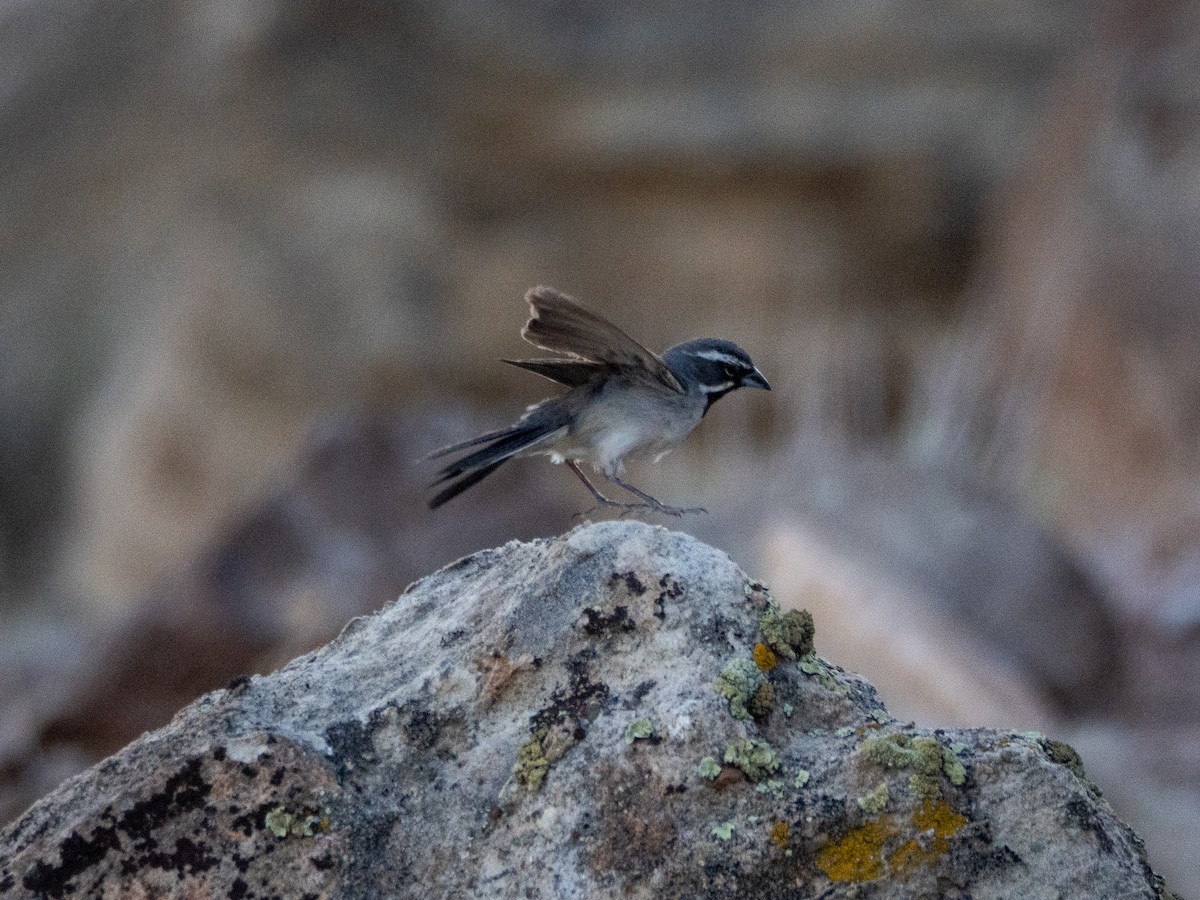 Black-throated Sparrow - ML638050970