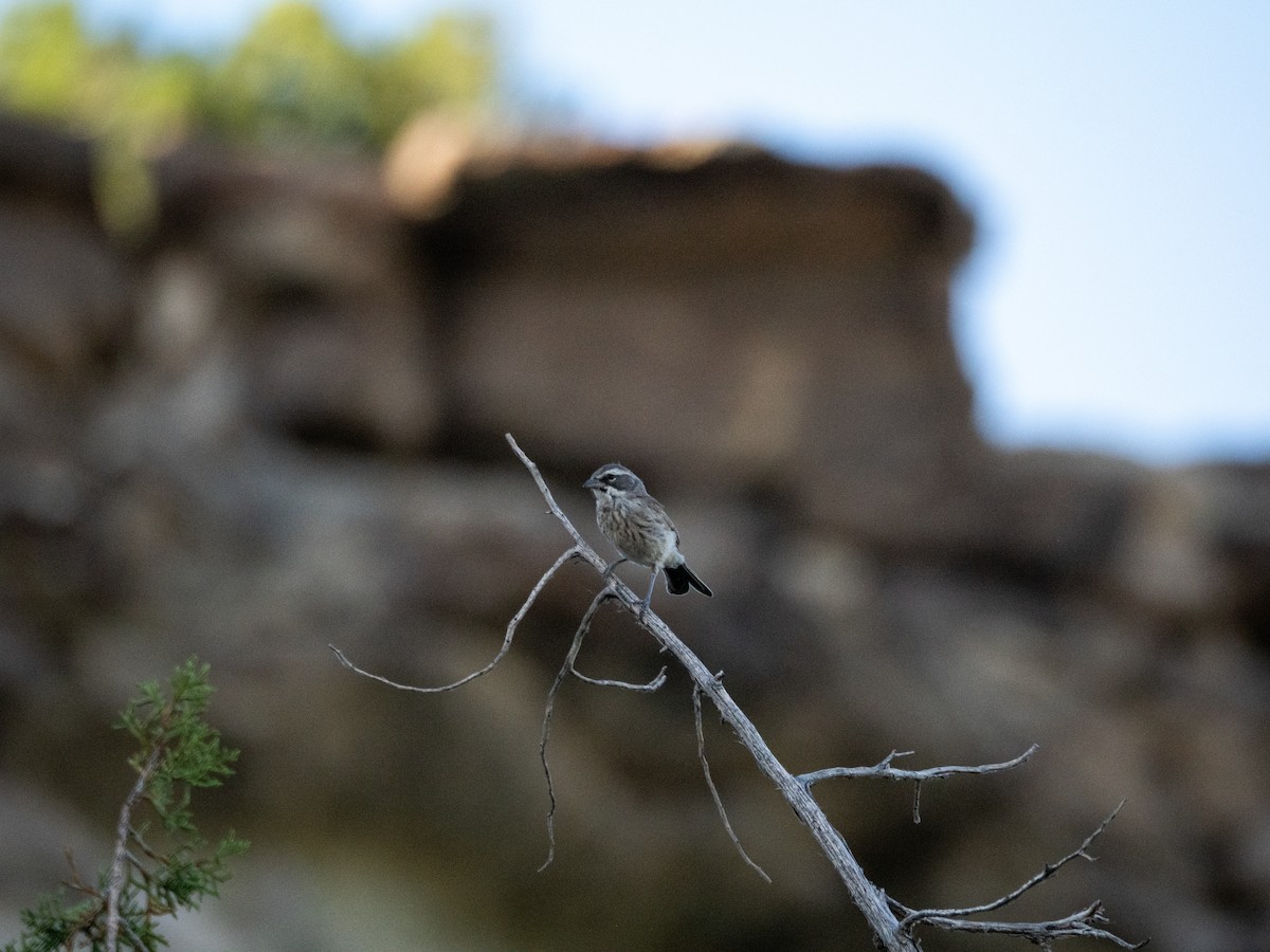 Black-throated Sparrow - ML638050971