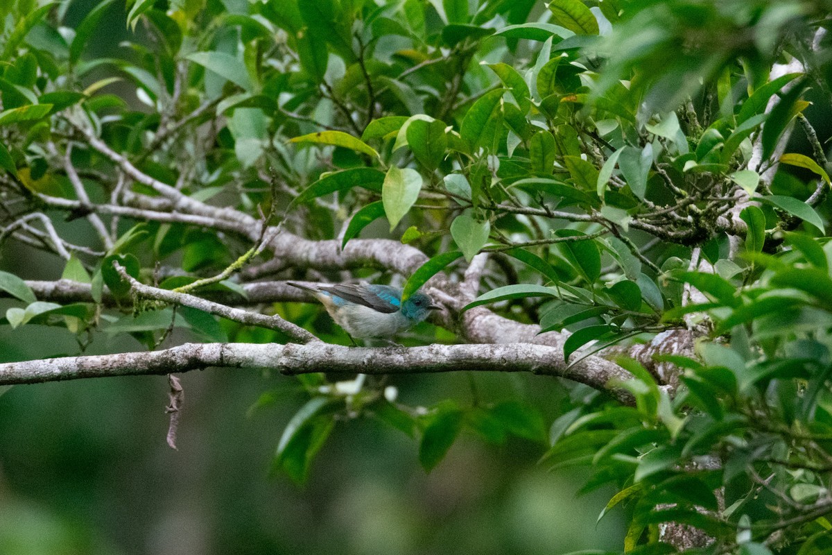 Scarlet-thighed Dacnis - ML638050986