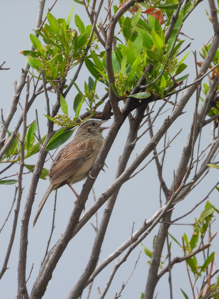 Botteri's Sparrow - ML638051002