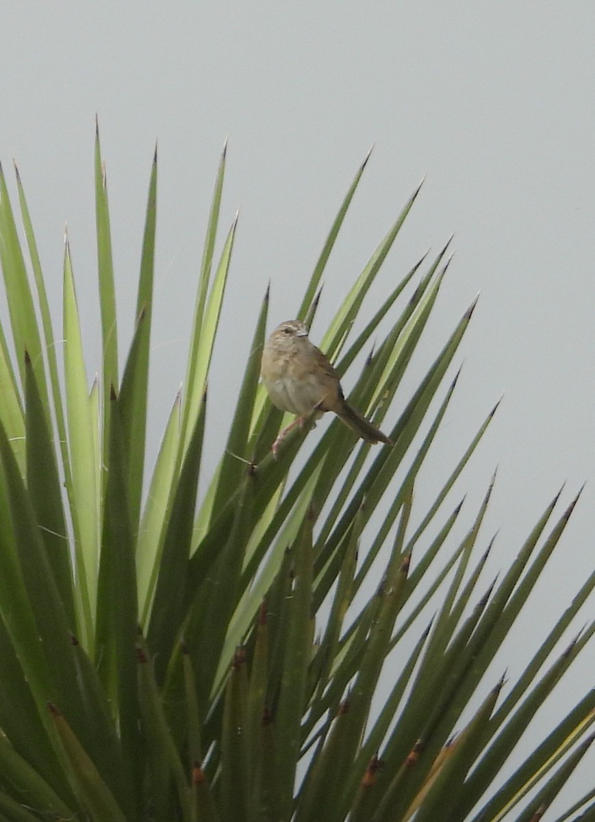 Botteri's Sparrow - ML638051003