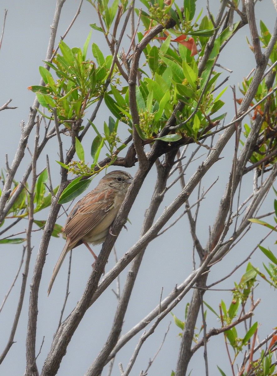 Botteri's Sparrow - ML638051004