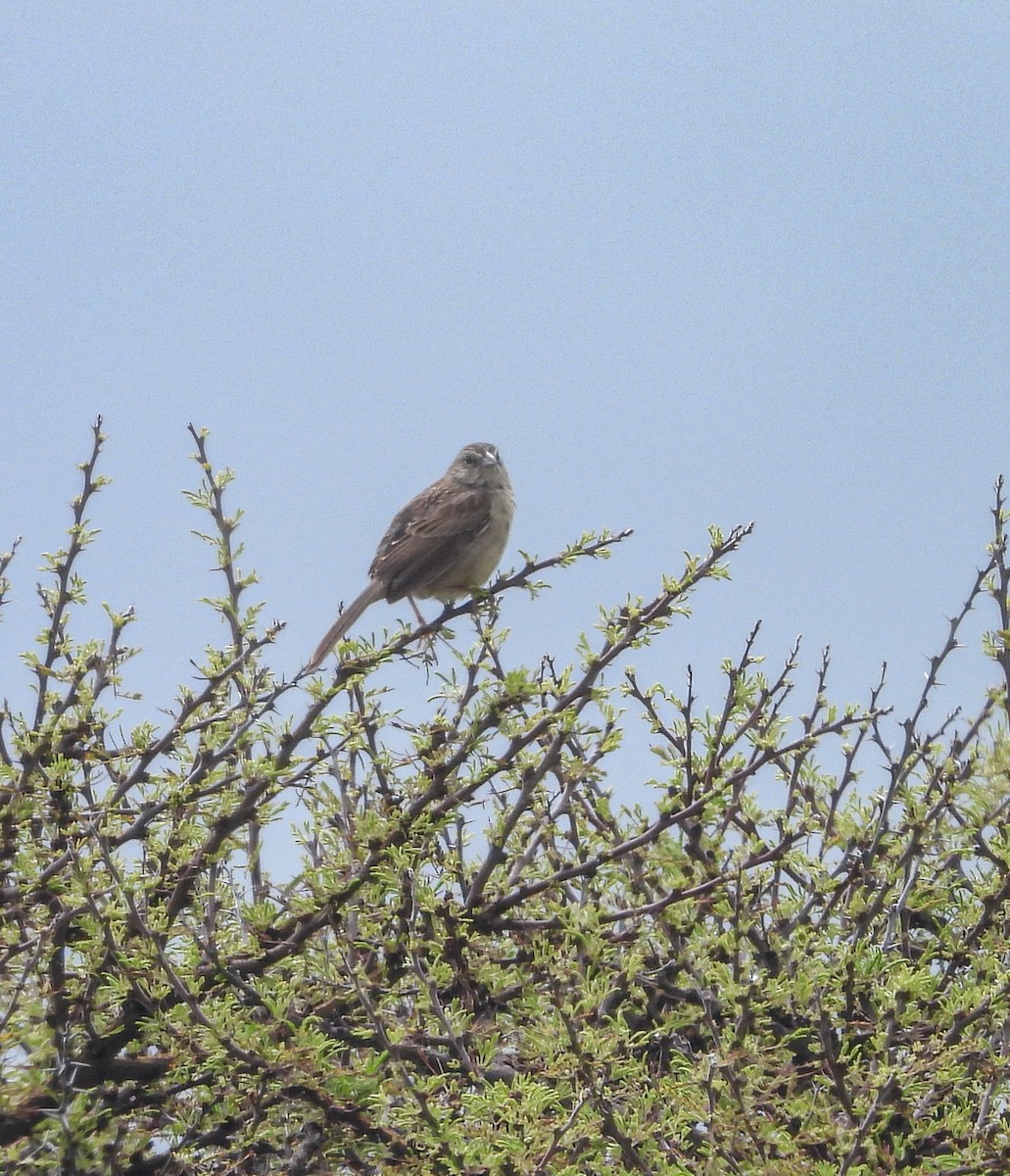 Botteri's Sparrow - ML638051005