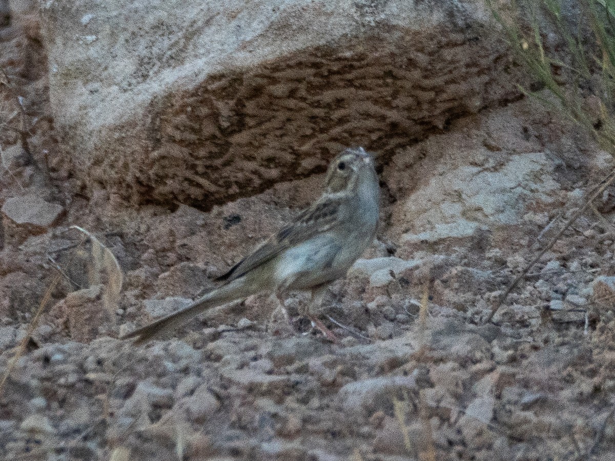 Brewer's Sparrow - ML638051009