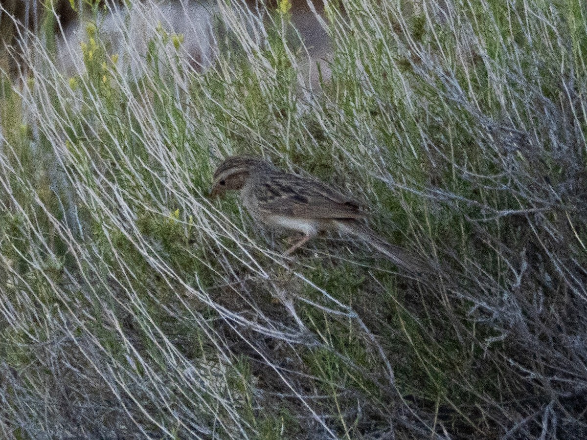 Brewer's Sparrow - ML638051010